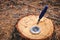 Penknife and compass on stump sawn pine tree against background forest litter pine needles