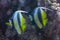 Pennant coralfish in blue water of Red sea. Beautiful underwater scene with coral reef and couple of Heniochus Acuminatus or