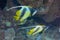 Pennant coralfish in blue water of Red sea. Beautiful underwater scene with coral reef and couple of Heniochus Acuminatus or