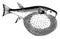 Pennat Globefish, vintage illustration