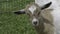 Penned Fainting Goat