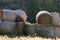 Penned the summer hay to feed the animals at the farm in wint