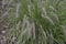 Pennisetum alopecuroides called as dwarf fountain grass