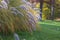 Pennisetum alopecuroides hameln foxtail fountain grass growing in the park, beautiful ornamental autumnal bunch of fountaingrass