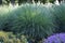 Pennisetum Alopecuroides Hameln plant, in the garden.