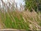 Pennisetum Fairy Tails grass in green desert