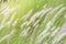 Pennisetum feather grass
