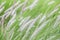 Pennisetum feather grass
