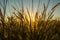 Pennisetum flower