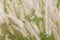 Pennisetum flower in the garden