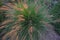 Pennisetum flower in sunset