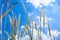 Pennisetum flowers with blue skies at sunny day