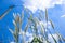 Pennisetum flowers with blue skies at sunny day