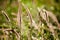 Pennisetum Fountain Grass Pennisetum alopecuriodes an ornamental perennial grass