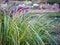 Pennisetum foxtail fountain grass