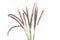 PENNISETUM garden flowers Isolated