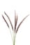 PENNISETUM garden flowers Isolated