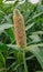 Pennisetum glaucum Pearl millet flower and pollens background .