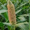 Pennisetum glaucum Pearl millet flower and pollens background .