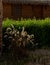 Pennisetum grass on the background of green bushes and a wooden house