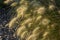 Pennisetum herb grass on pebbles