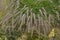 Pennisetum orientale Karley Rose in a garden border