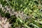 Pennisetum orientale, Orient Fountain Grass
