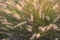 Pennisetum pedicellarum weed plant flower
