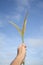 Pennisetum pedicellatum grass flower on man hand