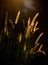 Pennisetum pedicellatum Trin