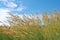 Pennisetum polystachion background.