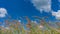 Pennisetum polystachyon Schult with blue sky