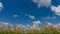 Pennisetum polystachyon Schult with blue sky