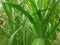 Pennisetum Purpurem ( also Called elephant grass, uganda grass) With a natural background in the garden