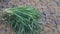 Pennisetum purpureum, also known as Napier grass, elephant grass or Uganda grass