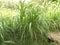 Pennisetum purpureum elephant grass