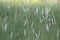 Pennisetum setaceum or Fourtain Grass background