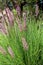 Pennisetum setaceum, a perennial bunch grass