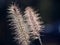 Pennisetum swamp foxtail grass close up