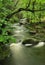 Pennsylvania Forest Stream