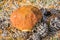 The penny bun amanita close-up in nature. Yamal