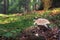 Penny bun - Boletus edulis in forest