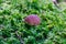 Penny bun Boletus edulis growing in wood. Close up