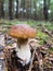 Penny bun (Boletus) mushroom