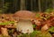 Penny bun fungus (Boletus edulis)