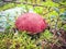 Penny bun mushroom Boletus edulis growing in the forest against a background reindeer moss