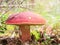 Penny bun mushroom Boletus edulis growing in the forest against a background reindeer moss