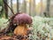 Penny bun mushroom Boletus edulis growing in the forest against a background reindeer moss