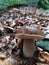 Penny bun mushroom growing out of forest floor covered with brown beech leaves