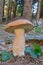 Penny Bun mushroom in mountain spruce forest, vertical orientation